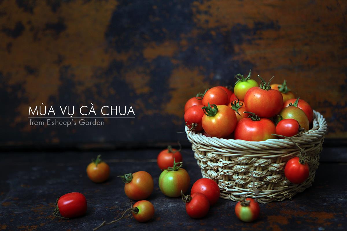 mùa vụ cà chua