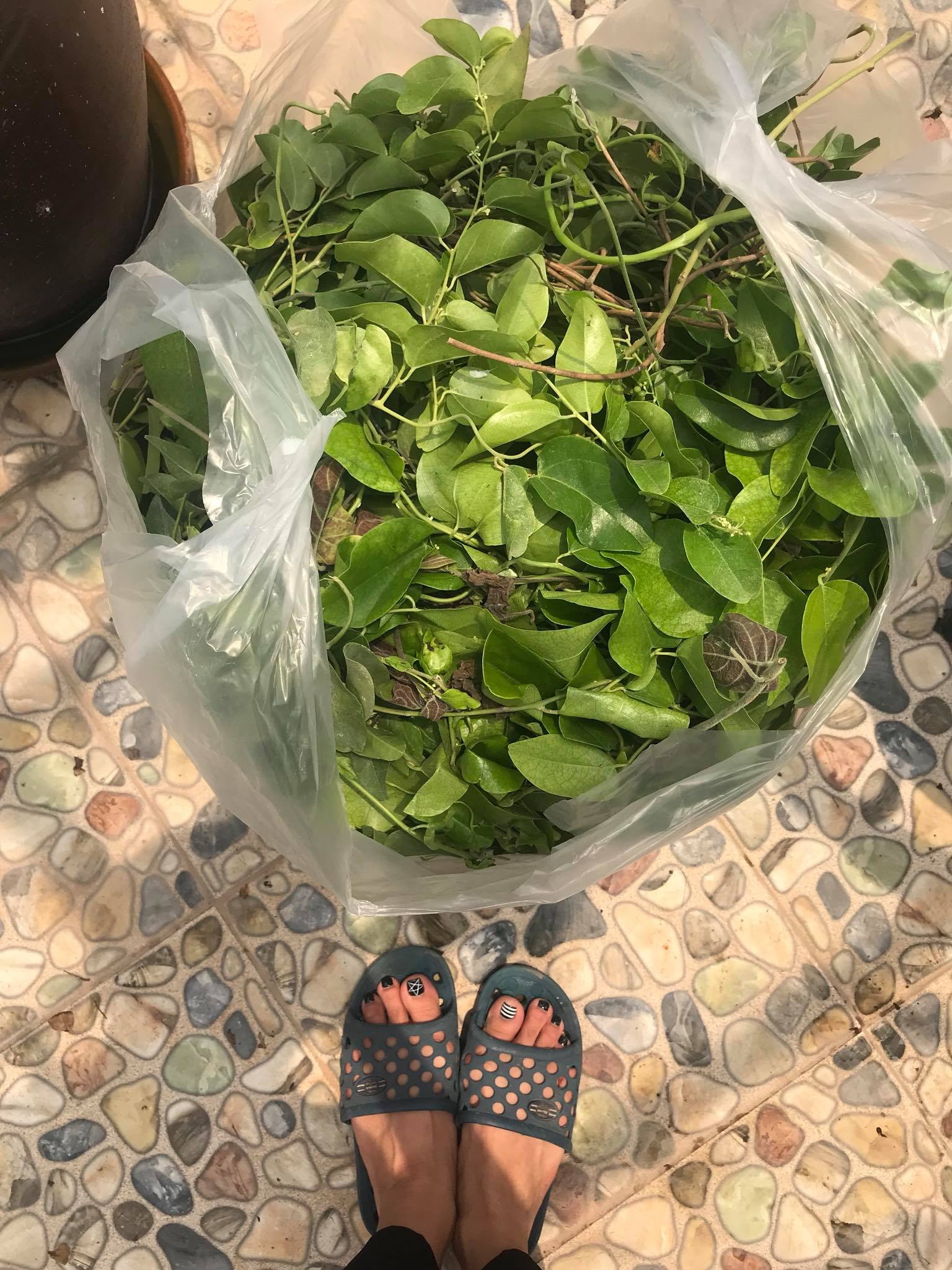 Cách làm sương sâm lông từ lá tươi - Thưởng thức món ăn thanh mát độc đáo